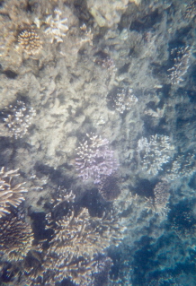 Underwater shot of Great Barrier Reef
